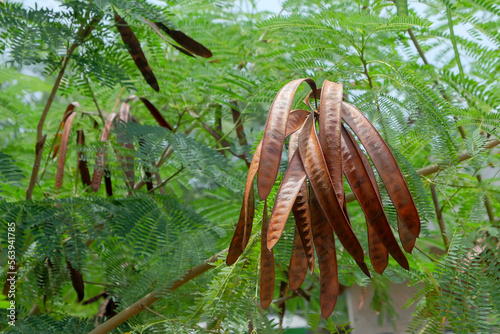 Dried Leucaena leucocephala fruit. The glabrata plant is known in Indonesia as Lamtoro gung or Chinese petai photo