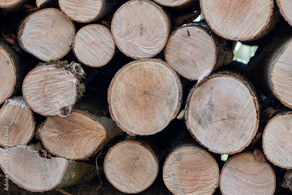Fototapeta premium chopped dry wood, selective focus, close-up. Concept: harvesting firewood for the winter, the beginning of the heating season.