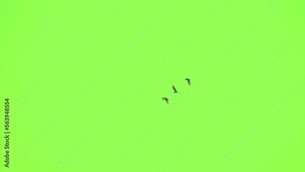 Flock of bird flying slow motion on green screen background