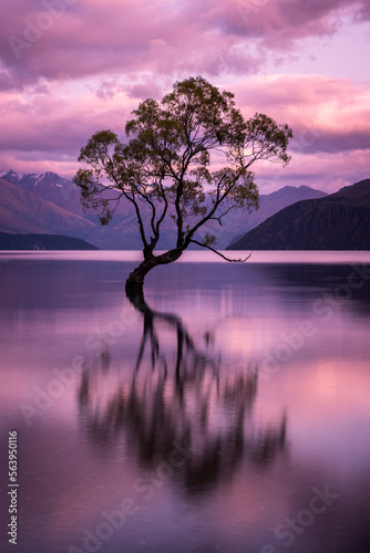 The Wanaka Tree silhouetted against a purple sunrise and reflected in mirror calm water as dawn breaks over Lake Wananka in the South Island of New Zealand with snow capped mountains in the distance
