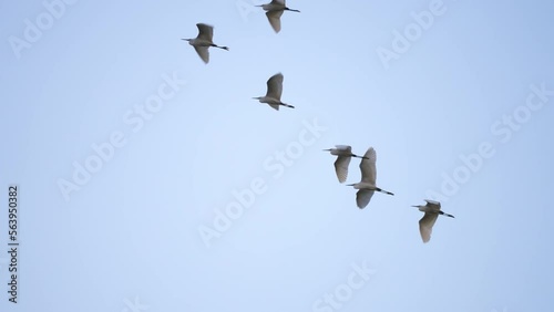 Close up bird flock flying on sky background of slow motion 