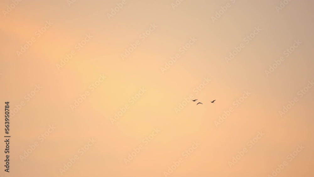 Close up bird flock flying on sky background of slow motion Close up bird flock flying on sky background of slow motion