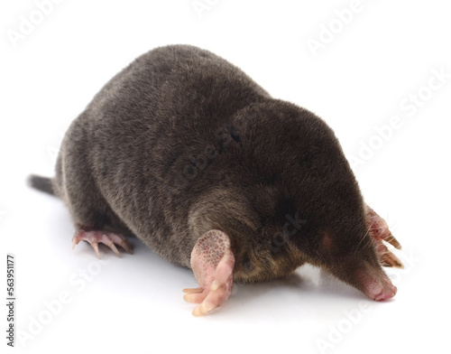 European mole on white.