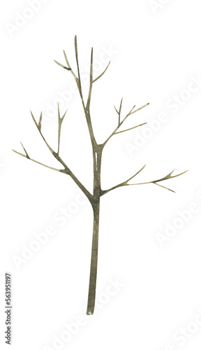 Watercolor tree clipart. Botanical illustration.