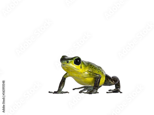 Vibrant Oophaga pumilio Punta Laurent frog standing facing front. Isolated cutout on transparent background.