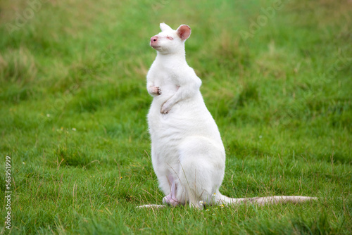 White colored albino wallaby sitting in the green grass in a zoological park, Australian kangaroo