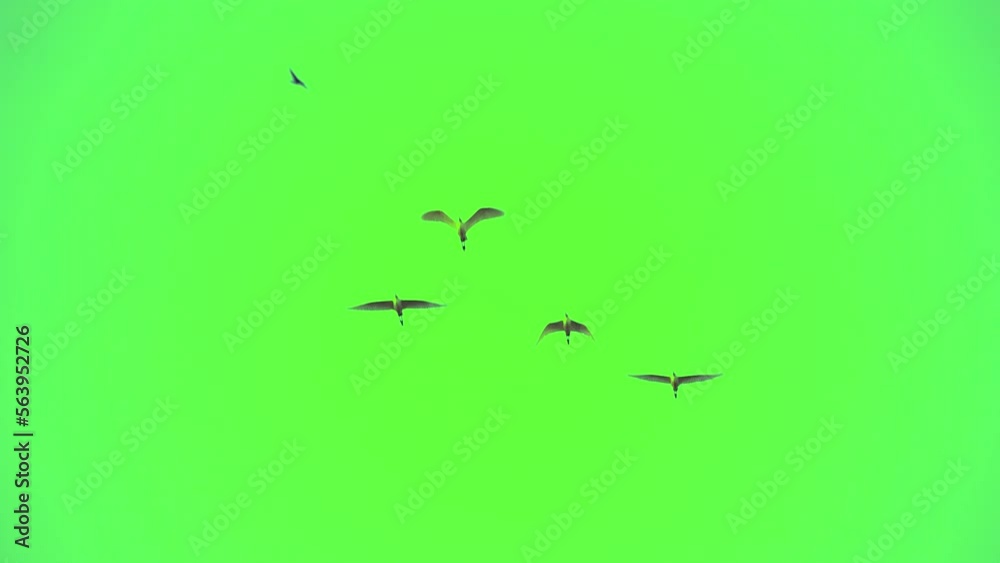Flock of bird flying slow motion on green screen background