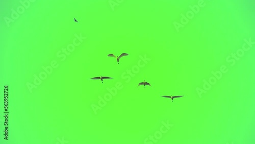 Flock of bird flying slow motion on green screen background