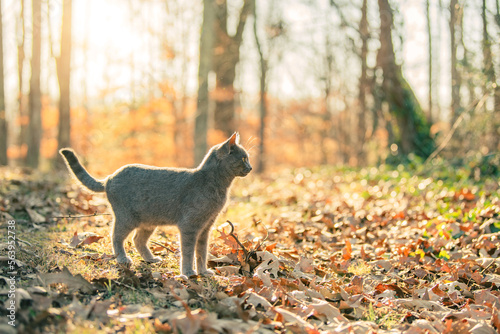 Foto Portrait of a Russian Blue Cat Standing in the Setting Sun of Wintery Woods