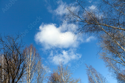 Trees reaching the blue sky, crowns of trees in spring without leaves in a blue sky with clouds