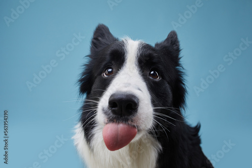 Photography Funny Black and white Border Collie