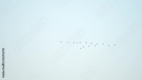 Close up bird flock flying on sky background of slow motion 