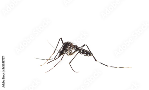 Tiger mosquito isolated on white background, Aedes albopictus 
