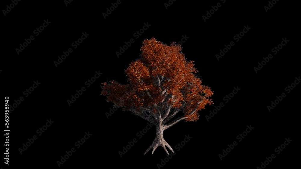 Natural Tree 3D Animation Transparent Alpha Video Natural Tree 3D Animation Transparent Alpha Video