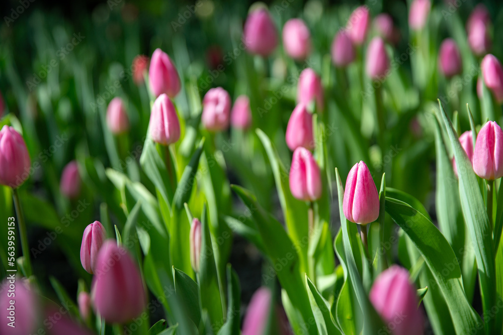 Fototapeta premium pink tulip blossom with beautiful view in nature tulip garden with romance moment in summer season