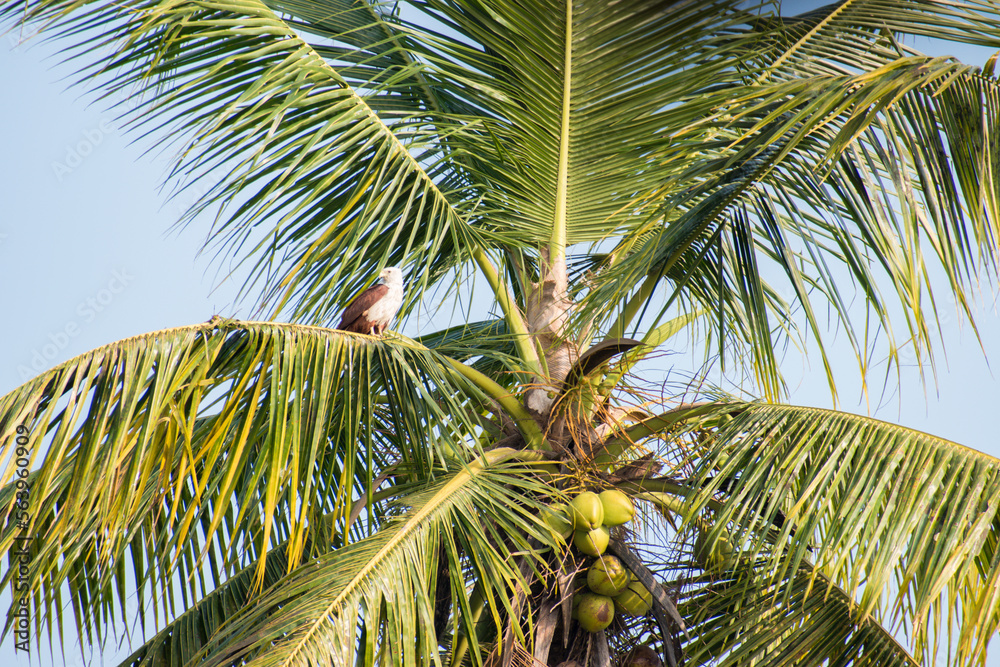 Coconut on tree in beach side of Kerala. Coconut on tree in beach side of Kerala.