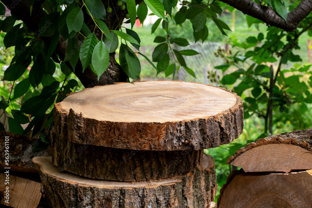 Fototapeta premium Wood chopped into rings