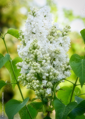 Großer Trieb eines weißen Flieders mit vielen kleinen Blüten