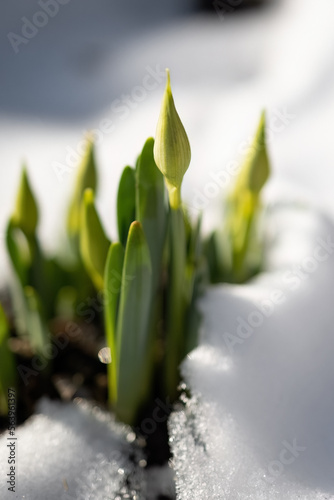Tela Early spring narcissus daffodil flower growing in the snow.