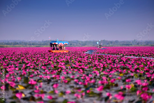 Scenic View in High Season travel Red lotus sea, Beautiful nature Landscape red Lotus sea in the morning have fog blurred background with tourist and folkways, Thailand, Udon Thani.Selective Focus.