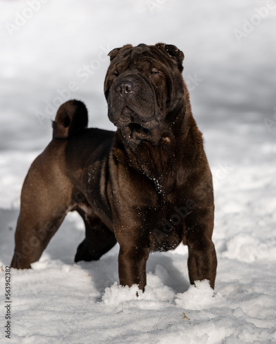Schilderij op canvas ragnar sharpei