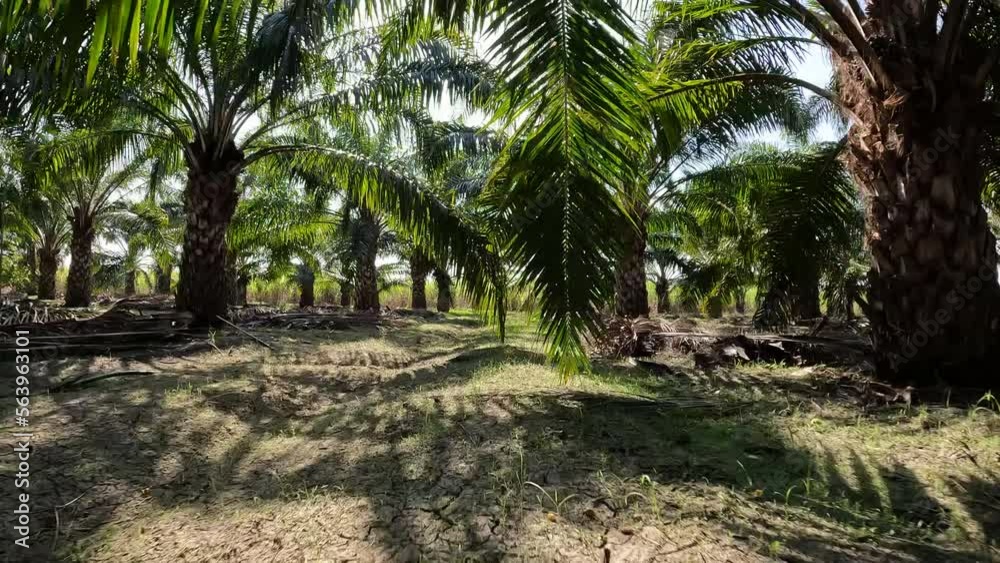 FPV drone flying in palm garden flies FPV drone flying in palm garden flies