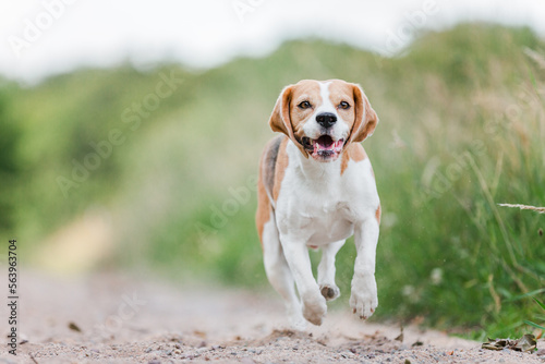 Hund, Beagle, Sommer