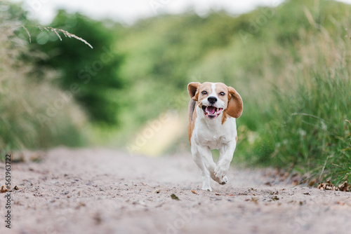 Hund, Beagle, Sommer photo
