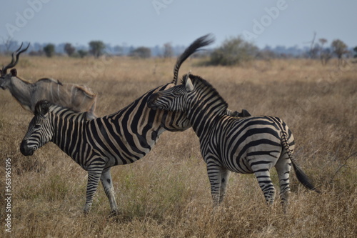 zebra in kruger national park