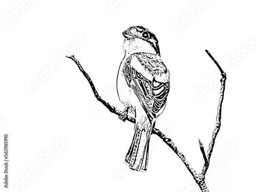 bird on a branch: Woodchat Shrike (Lanius senator) photo