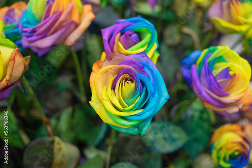 rainbow rose flower and multicolour petals, beautifully named happy flower LGBTQ