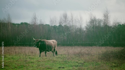 Tauros walking in nature forest