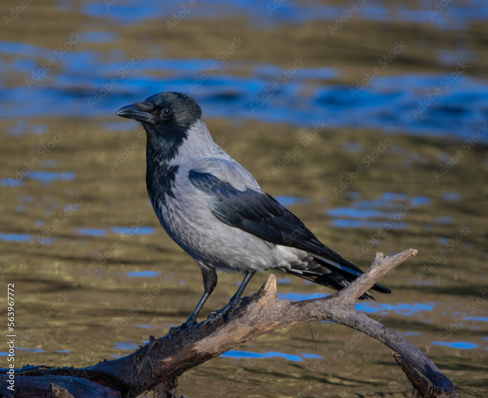 hooded crow or grey crow on riverside corvus cornix hooded crow or grey crow on riverside corvus cornix