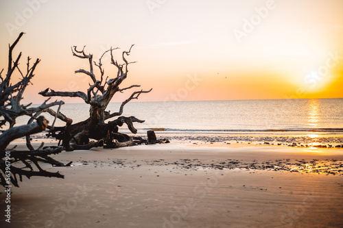 Large tree driftwood on beach