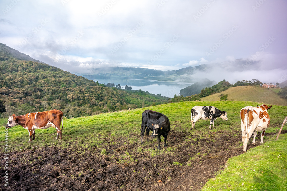 cows on a meadow in a beautiful landscape cows on a meadow in a beautiful landscape