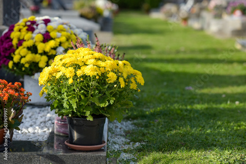 Wallpaper Mural photograph of chrysanthemum in a cemetery on all saints day Torontodigital.ca