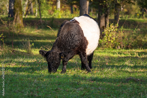 Black belted Galloway cow grazing in forest of Gauja National park on sunny autumn day photo