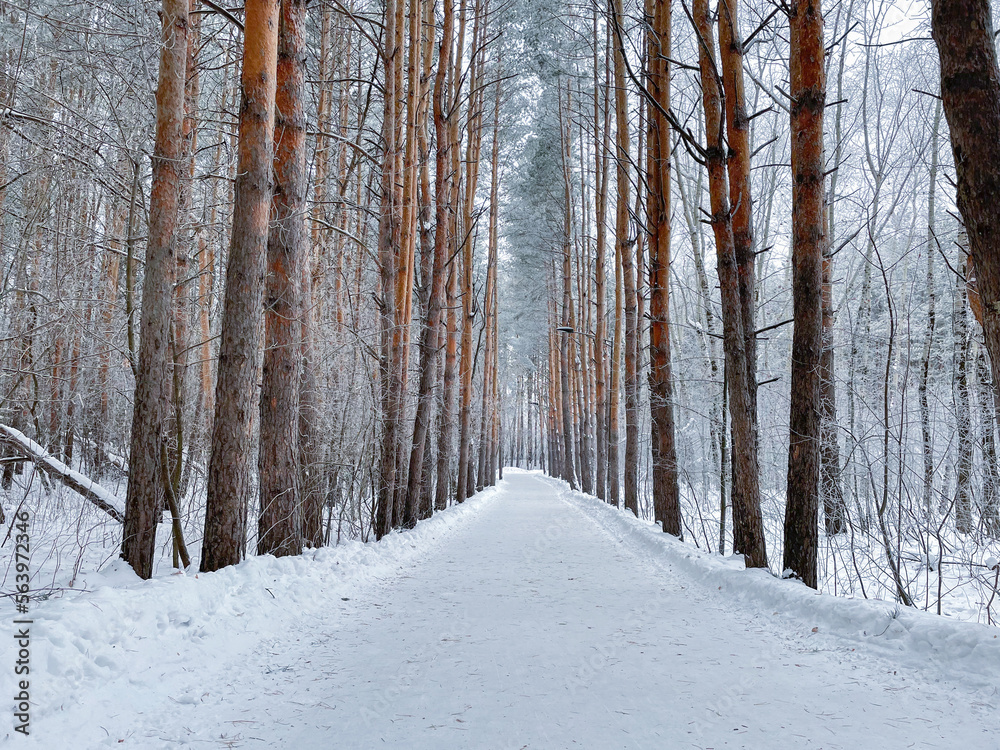 Fototapeta premium Winter landscape. Trees covered with snow in a winter forest. Winter road