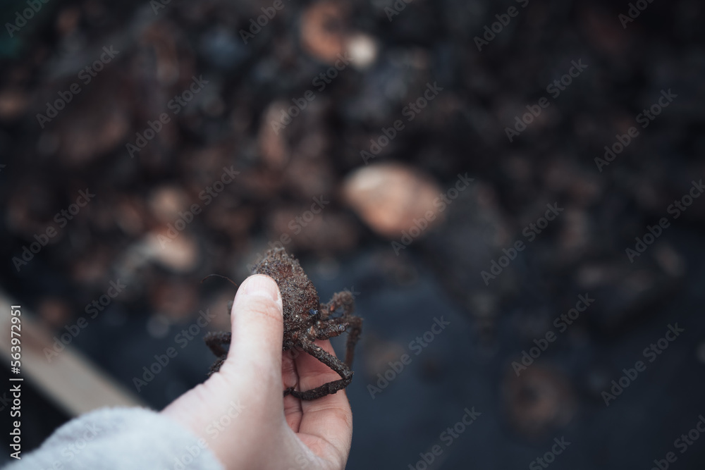 Obraz premium Small crab in the hand of scientist with trawl net samples in the background
