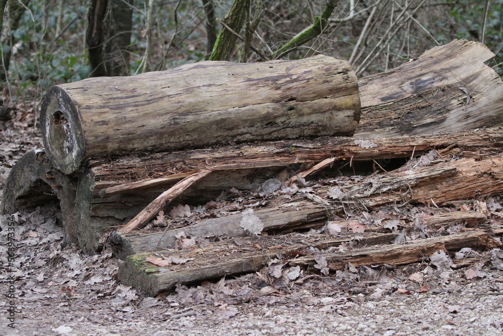 holz holz
