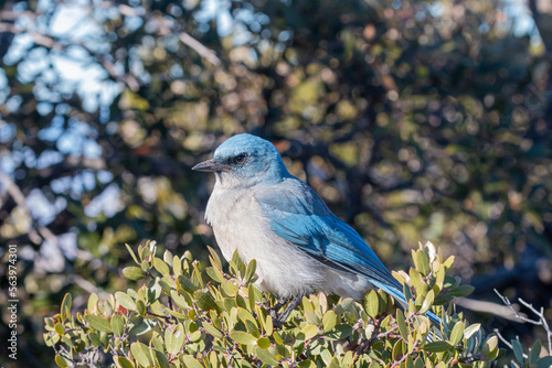 Western Scrub Jay in Arizona photo