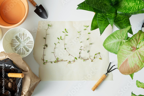 Transplanting plant in pots on white table. Concept of home garden. Taking care of home plants.