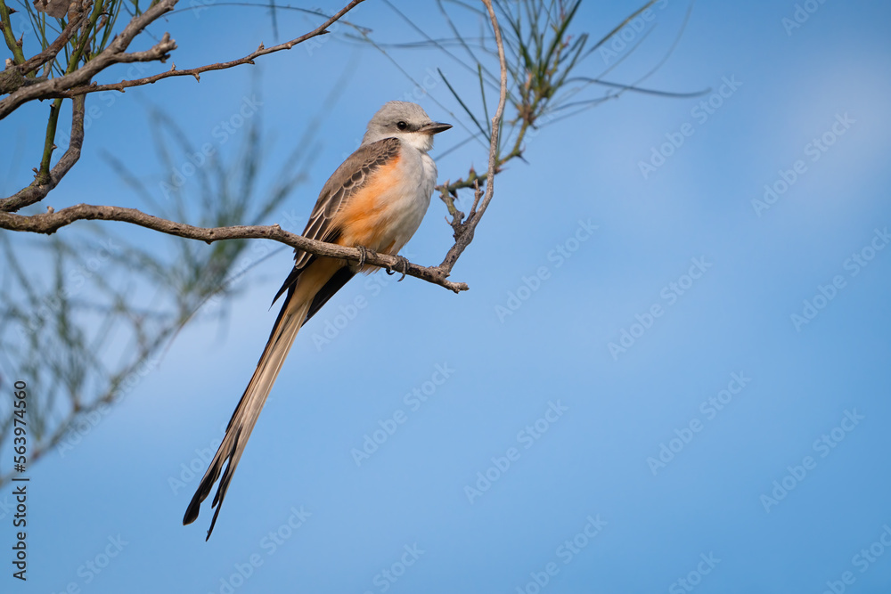 A scissor-tailed flycatcher perches in a tree at Mitchell Lake Audubon Center near San Antonio, Texas. A scissor-tailed flycatcher perches in a tree at Mitchell Lake Audubon Center near San Antonio, Texas.