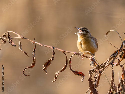carolina wren singing while perched on a small tree branch