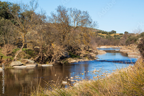 river in the forest