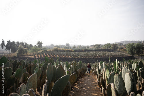 A woman farmer is carrying a bucket to be filled in the nopal harvest