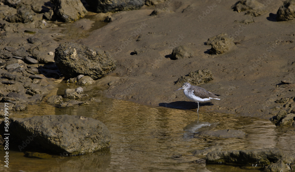 seagulls on the beach seagulls on the beach