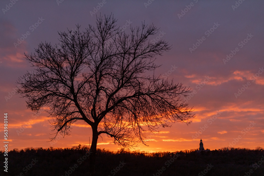 Tree silhouette at sunset with tower Tree silhouette at sunset with tower