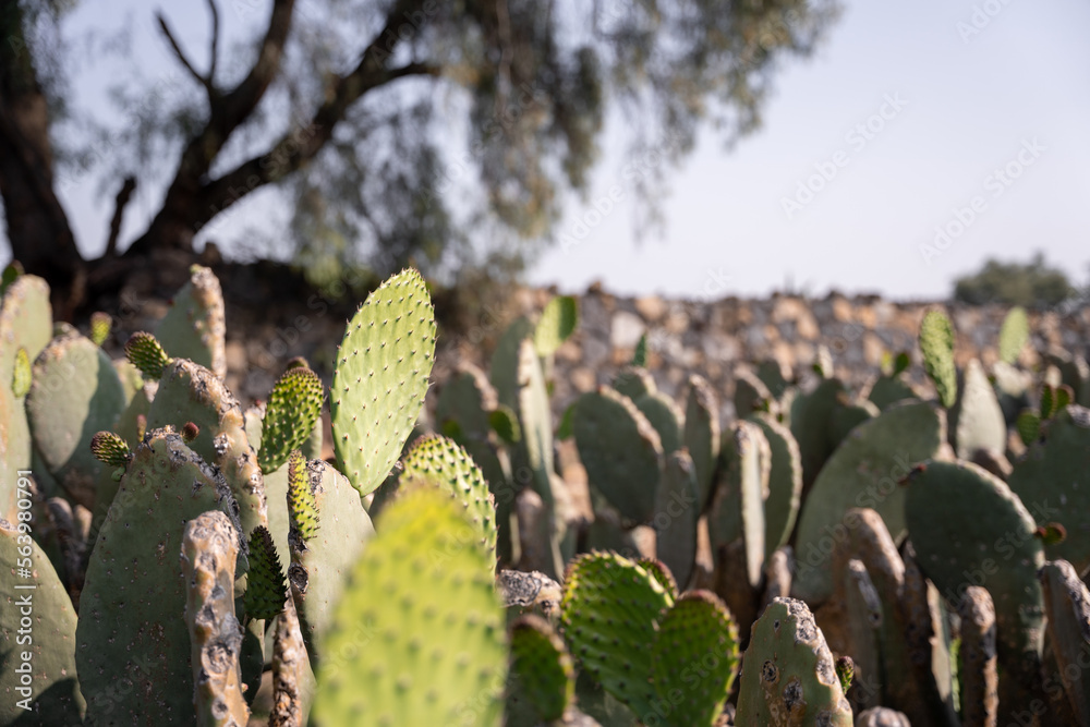 Obraz premium A selective focus photography of some nopal tunas ready to be harvested