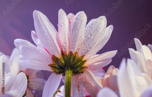 White chrysanthemums background, top view. Floral wallpapers. flowers Daisy Bouquet selective focus beautiful pink